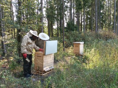 Leśnicy podczas poboru prób pszczół do badań- fot. Joanna Jadeszko