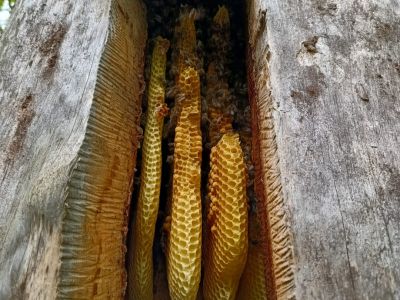 Plastry miodu w kłodzie bartnej/ fot. archiwum Nadleśnictwa Augustów 