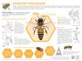 Pomóżmy pszczołom Inforgrafika LP