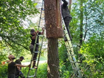 Leśnicy z Nadleśnictwa Szczebra podczas zawieszania jednej z wielu kłód bartnych- fot. Nadleśnictwo Szczebra