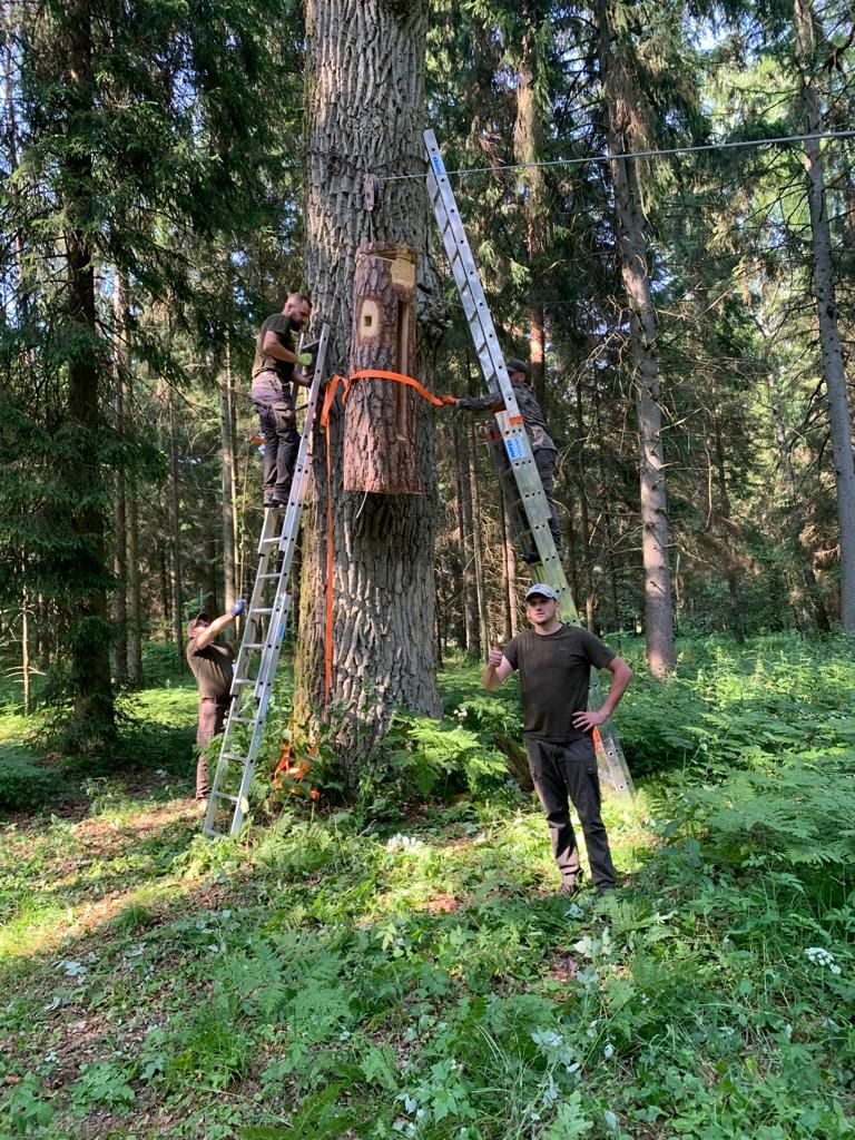 Leśnicy z Nadleśnictwa Szczebra podczas zawieszania kłody bartnej- fot. Nadleśnictwo Szczebra