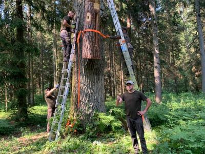 Leśnicy z Nadleśnictwa Szczebra podczas zawieszania kłody bartnej- fot. Nadleśnictwo Szczebra