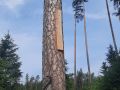 Jedna z siedmiu barci wydzianych przez lesników Nadleśnictwa Płaska- fot. Nadleśnictwo Płaska