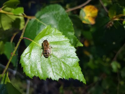 Pszczoła siedząca na liściu brzozy- fot. Adam Sieńko