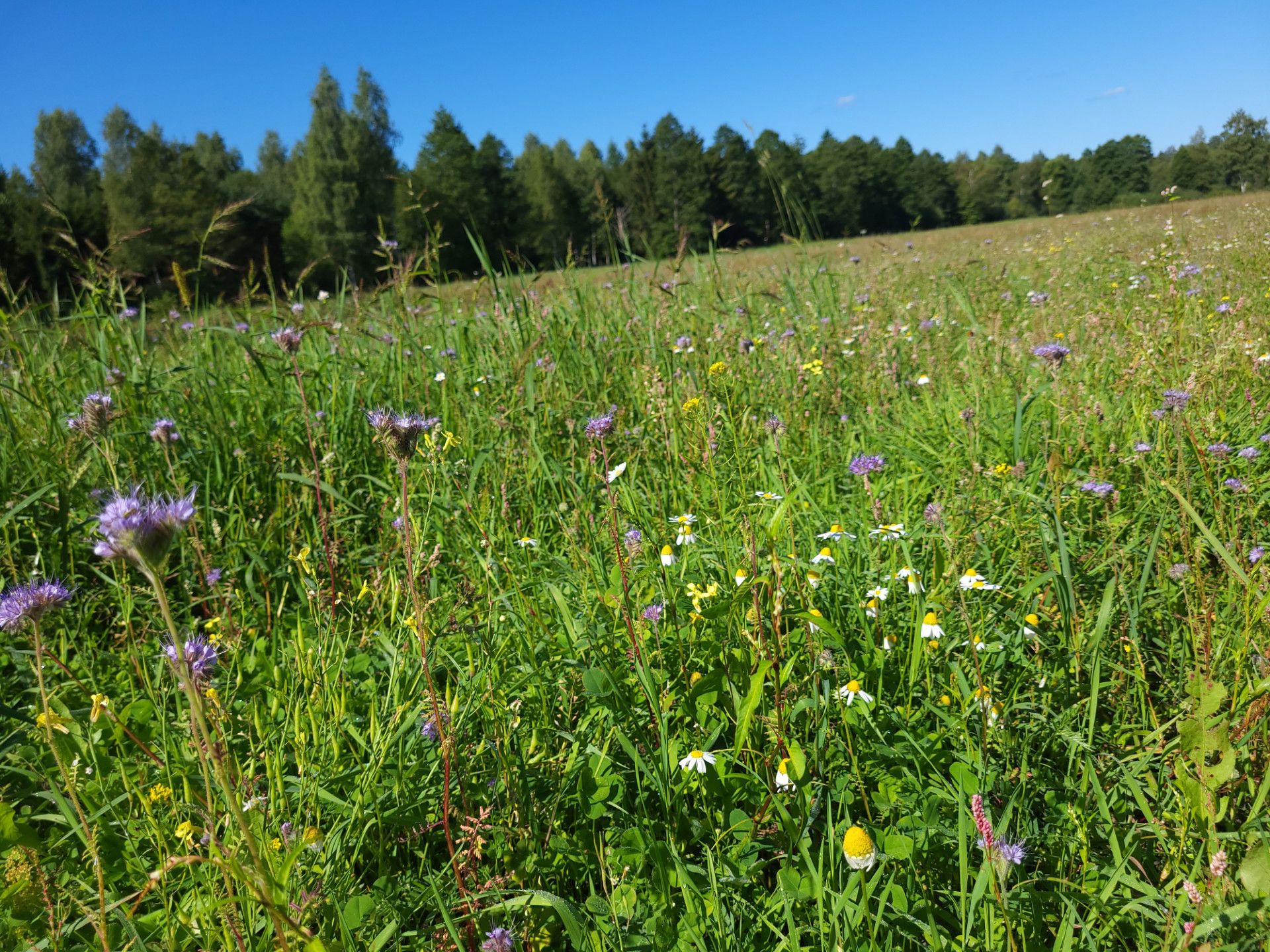 Na łąkach kwietnych wysiano mieszankę ponad 10 różnych gatunków roślin- fot. Adam Sieńko