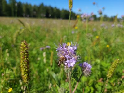 Dominującym gatunkiem jest facelia- fot. Adam Sieńko