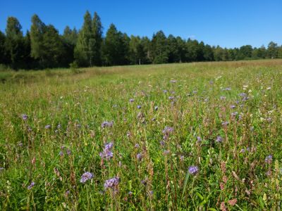 Na terenie Nadleśnictwa Augustów zakwitło 15 ha łąk kwietnych- fot. Adam Sieńko