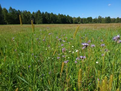 Łąka kwietna- fot. Adam Sieńko