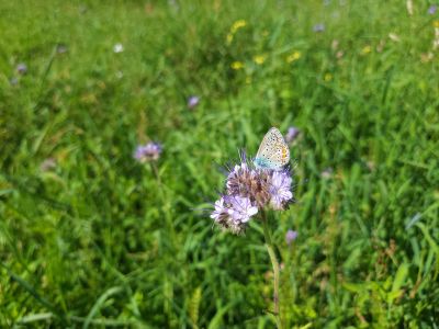 Nie tylko pszczołom ale i innym zapylaczom utworzyliśmy łąki kwietne- fot. Adam Sieńko