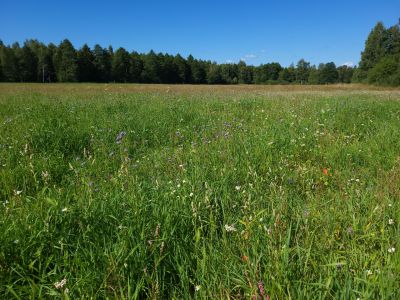Jedna z kilku powierzchni łą kwietnych na terenie Nadleśnictwa Augustów- fot. Adam Sieńko