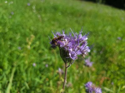 Kwitnąca facelia- fot. Adam Sieńko