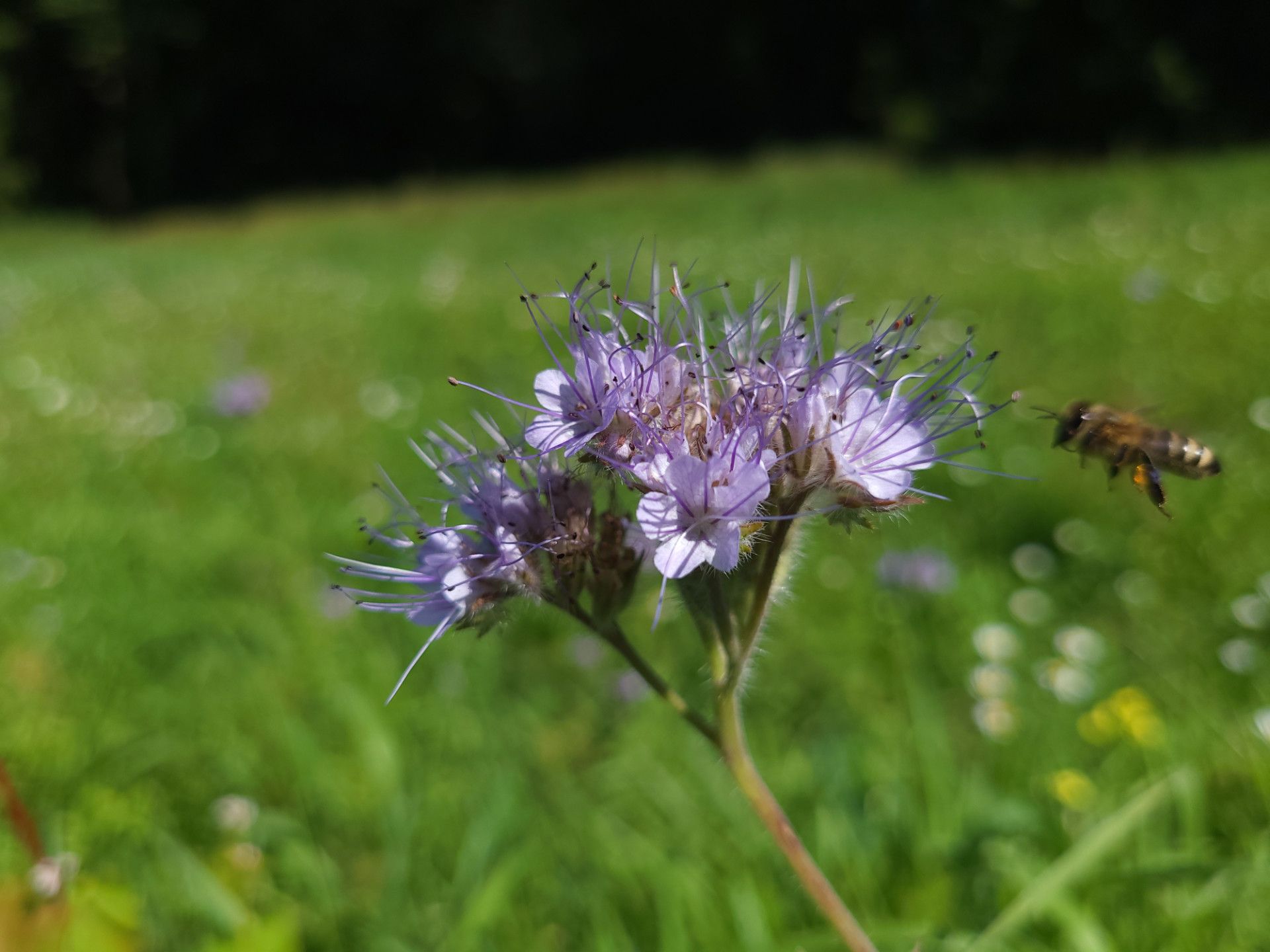 Pszczoła miodna lecąca w kierunku kwitnącej facelii- fot. Adam Sieńko