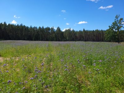 Wysiano gatunki jednoroczne ale i wieloletnie- fot. Adam Sieńko
