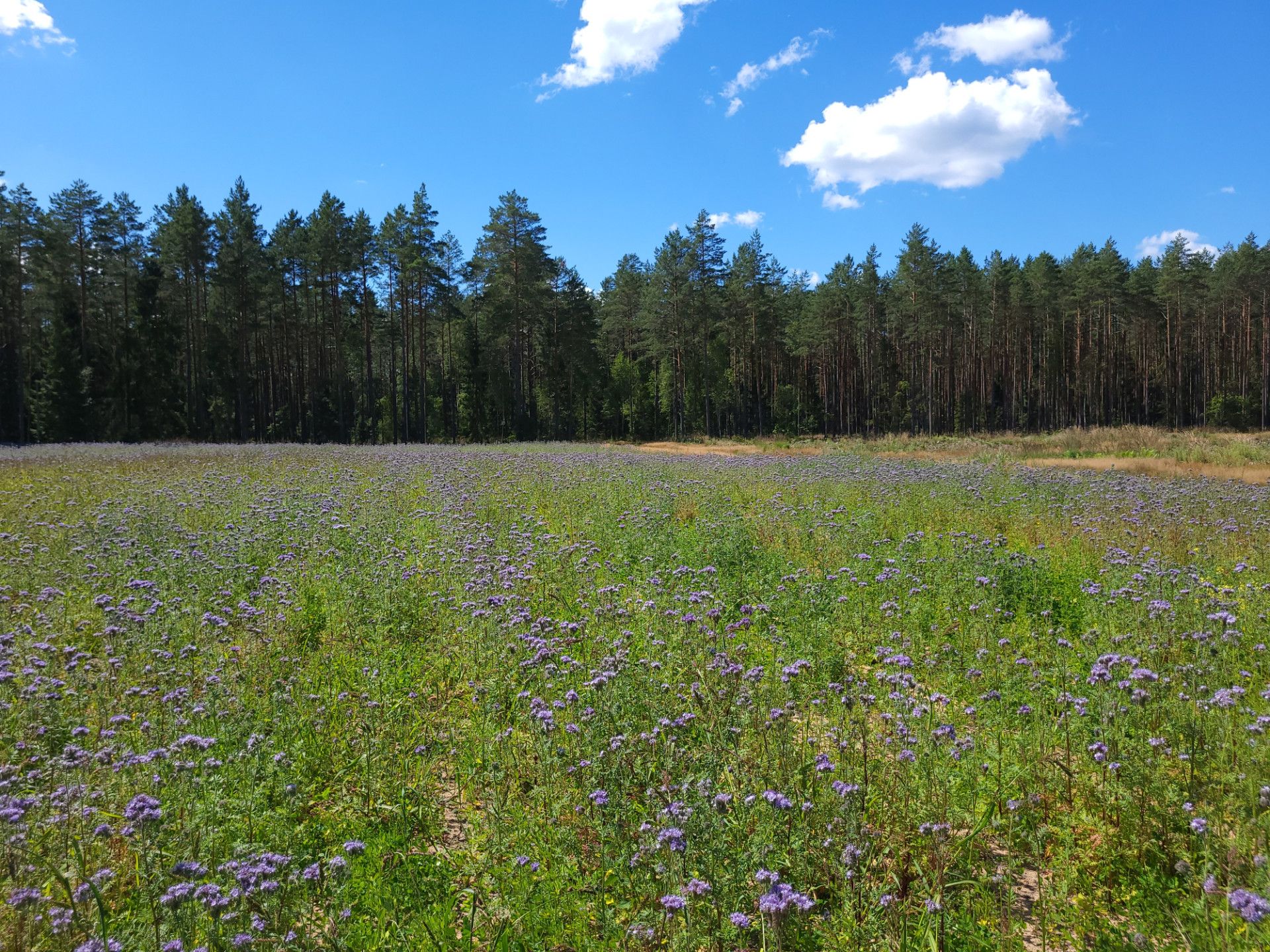 Piękne łąki kwietne na terenie Puszczy Augustowskiej- fot. Adam Sieńko