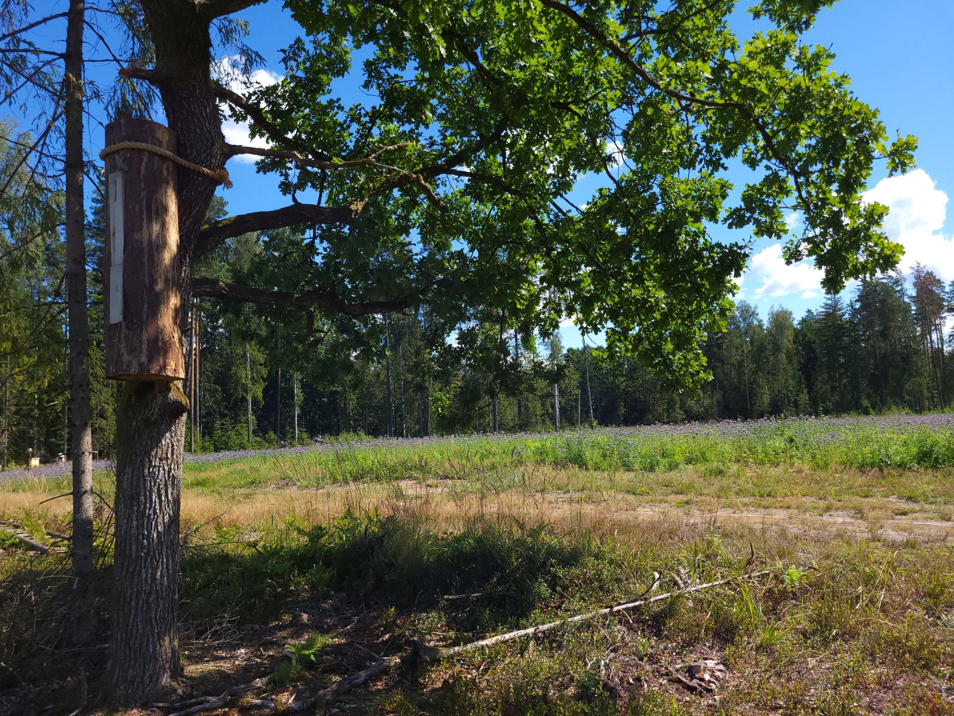 Kłoda bartna wisząca w poblizu jednej z łąk kwietnych- fot. Adam Sieńko