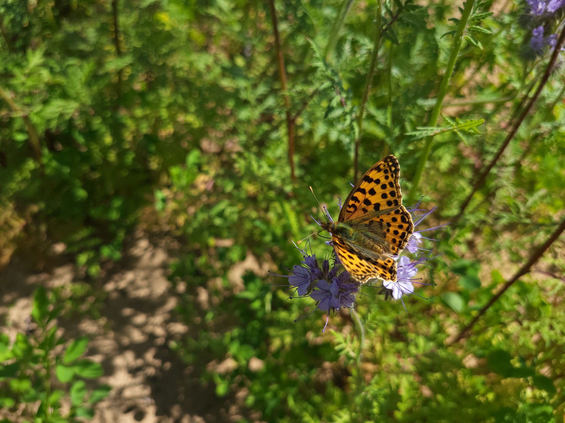 Na łąkach kwietnych można zaobserwować bardzo dużo motyli- fot. Adam Sieńko