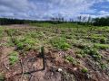 Na terenie Nadleśnictwa Augustów założyliśmy w 2022 r. 8 ha remiz- fot. Adam Sieńko Na terenie Nadleśnictwa Augustów założyliśmy w 2022 r. 8 ha remiz- fot. Adam Sieńko