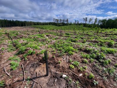 Na terenie Nadleśnictwa Augustów założyliśmy w 2022 r. 8 ha remiz- fot. Adam Sieńko