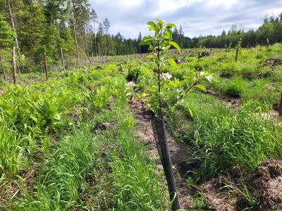 Kwitnąca jabłoń- fot. Adam Sieńko