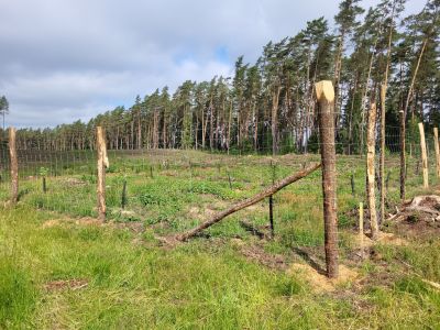 Ogrodzona remiza, która założóna została na powierzchni zrębowej- fot. Adam Sieńko