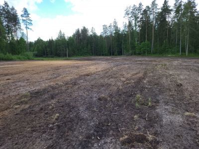 Na terenie Nadleśnictwa Augustów łąki kwietne założono na kilku powierzchniach- fot. Nadleśnictwo Augustów