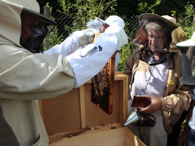 Przegląd ula pod okiem doświadczonego pszczelarza- fot. Joanna Hołubowicz