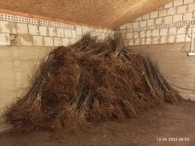 Sadzonki składowane były w specjalnym schronie na sadzonki- fot. Joanna Jadeszko