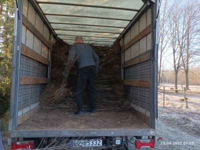 Transport sadzonek drzew owocowych- fot. Joanna Jadeszko