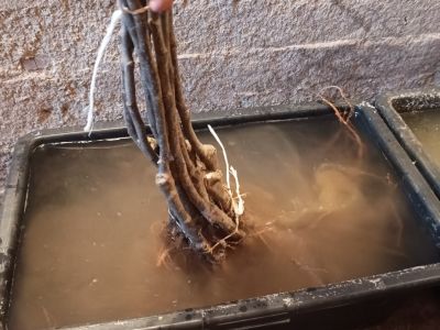 Proces zabezpieczania korzeni drzewek owocowych przed wyschnięciem- fot. Joanna Jadeszko