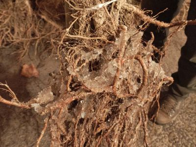 Zabezpieczone specjalnym żelem korzenie sadzonek drzewek owocowych- fot. Joanna Jadeszko