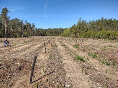 Remizy-sady - fot. Joanna Harmuszkiewicz