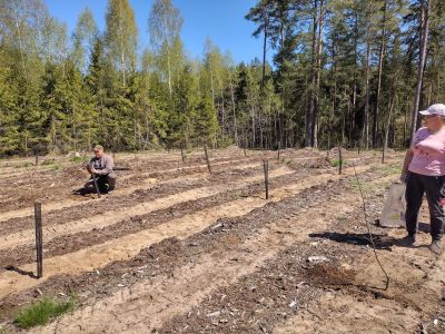Sadzenie drzewek owocowych tworzące remizy-sady- fot. Joanna Harmuszkiewicz
