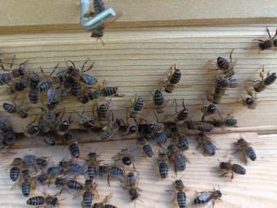 Lubimy taki widok jak pszczółki noszą w koszyczkach pyłek- fot. Joanna Jadeszko