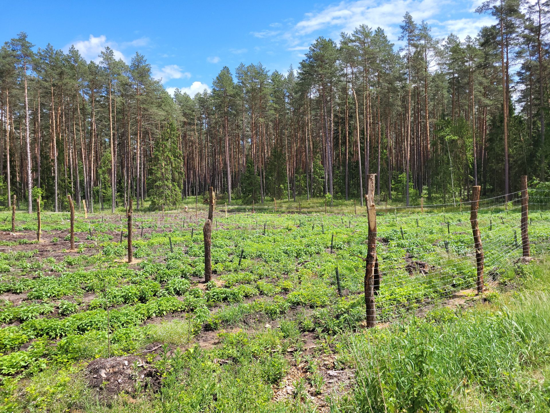 Remizy-sady zosrały ogrodzone przy użyciu siatki leśnej- fot. Adam Sieńko