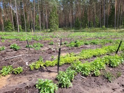 Jedna z dwóch remiz na terenie leśnictwa Lipowiec w Nadleśnictwie Augustów- fot. Adam Sieńko