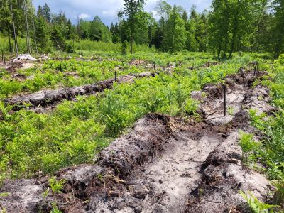 Jedna z kiludziesięciu remiz-sadów powstałych w 2022 r. na terenie Nadleśnictwa Augustów- fot. Adam Sieńko