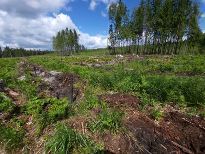 Remiza-sad- fot. Adam Sieńko