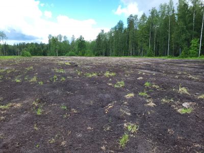 Jedna z powierzchni, na której wysiano nasiona roślin miododajnych- fot. Nadleśnictwo Augustów