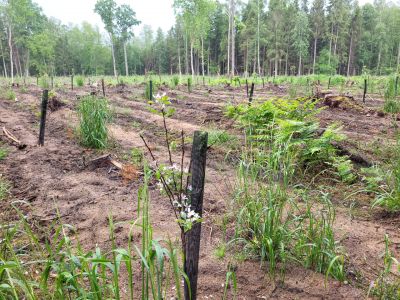 Sadzonki drzewek owocowych zabezpieczone zostały osłonkami- fot. Adam Sieńko