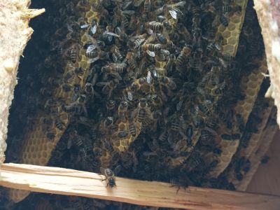 Rój pszczeli w barci na terenie Nadleśnictwa Szczebra