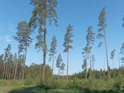 Jedna z powierzchni leśnych, na których prowadzona jest gospodarka leśna- fot. Joanna Jadeszko