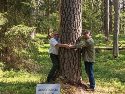 Polsc leśnicy obejmują najwyższą sosnę na Litwie- fot. Joanna Jadeszko