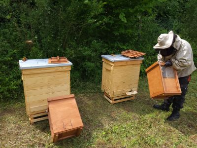 Wsiedlanie pszczół w Nadleśnictwei Augustów- fot. Adam Sieńko
