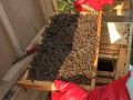 Pszczoły wsiedlone w ramach realizacji projketu czynnej ochrony zapylaczy na terenie puszczy augustowskiej- fot. Joanna Jadeszko